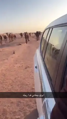 الوالد الله يطول فى عمره #fypシ #foryou #foryoupage #fypシ゚# fyp #explore                 