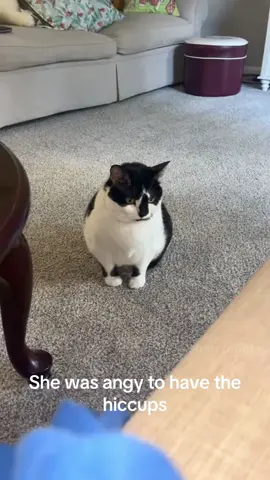 The cat burps🐱🥰 #funnytiktok #cat #funnycats #fyp #usaus 