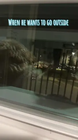 He will literally just look out the window like he misses outside. Like son, I just took you 15 minutes ago. 