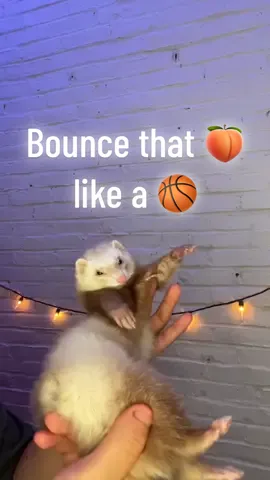 Do you remember me? #cute #ferret #foryoupage 😊