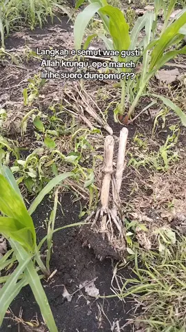 #ngawi_ramah #petanijagung 