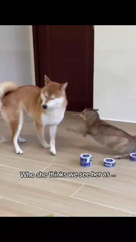 She's deeply misunderstood ...  #toletole #vro #fyp #unclebao #cats 