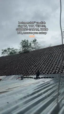 aminn ya allah 😇😇 #merpatilovers #merpatitinggian #merpati #merpatirumahan #piegon 