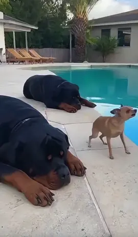 Rottweiler Gets Tired of the Chihuahua and Tosses Him Into the Pool 🐕‍🦺😑🐶💦😂 😂 100% AI video for fun & laughs! Every scene is digitally created — no real animals, babies, or people. 🐾 Enjoy and share! 🚫 No reuploads. #AIreel #AIfunny #AIanimals #AIfun #CreativeAI  