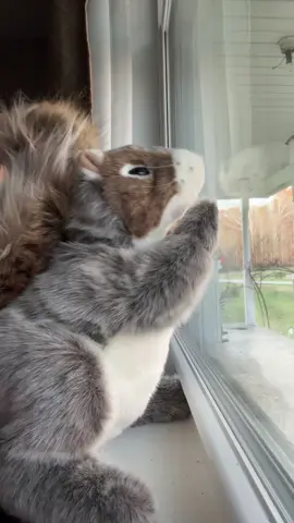 In Slow Motion #fyp #squirrel #baddie #makethisviral #viral 