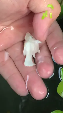 Bị ghiền bọn pla này ghê #molly #fish #xuhuong #viraltiktok #mollyfish 