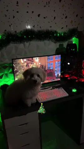 can't wait for Christmas 🎄🎅💫 #christmas #pcgaming #pcsetup #setup 