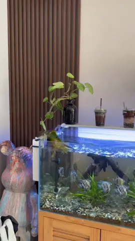 Borrowed Video 📹 #fyp #foryou #viral 