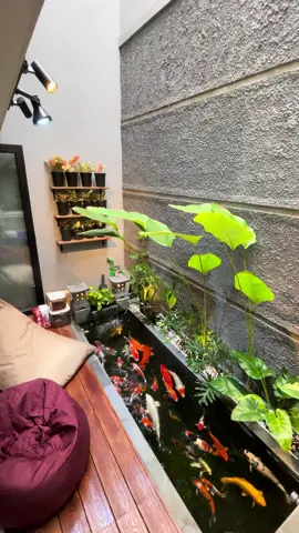 The Harmony of Koi Pond #koipond#kolamkoi#koi#ikankoi#koifishhobbykoi