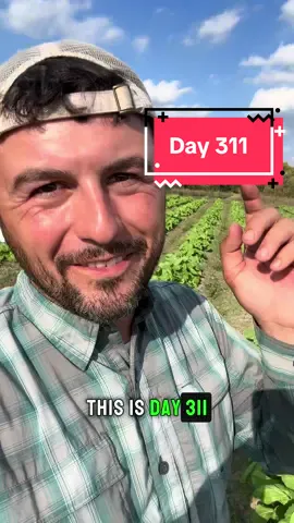 MUSTARD GREENS #thanksgiving #mustardgreens #greens 