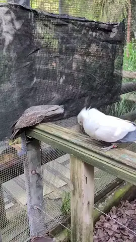 the chad rat-type birdnar cares little for the waypoint bird's protests. (from ig @ ameliak___)