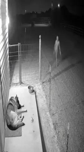 CCTV of a street when late night skinwalker comes to a dog #Skinwalker #cctvcamera #night #tiktokhorror #trend 