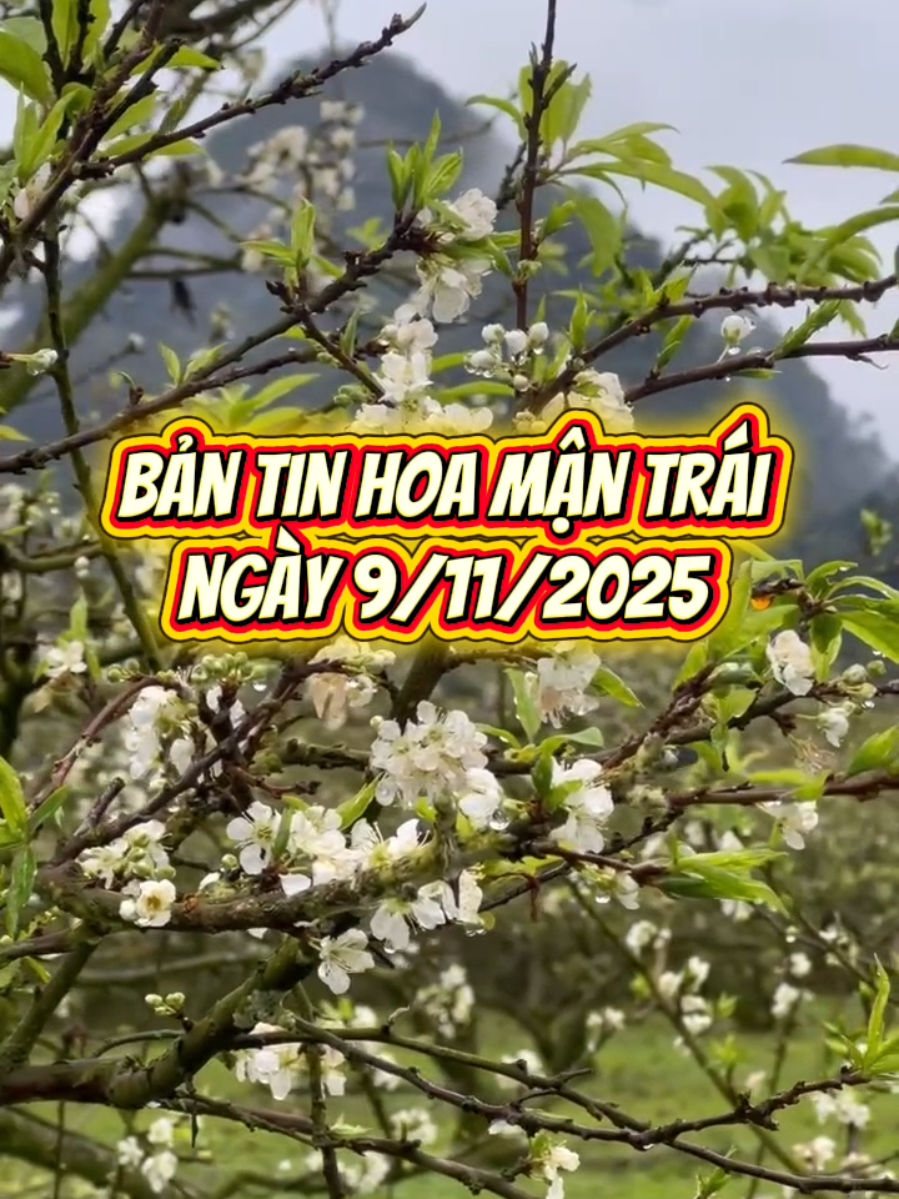 Gừi đến bạn tín hiệu từ vườn mận.Hoa mận trái đã nở 🥰  bản tin cập nhật ngày 9/11  #mocchau #combomocchau #hoamanmocchau #hoaman 