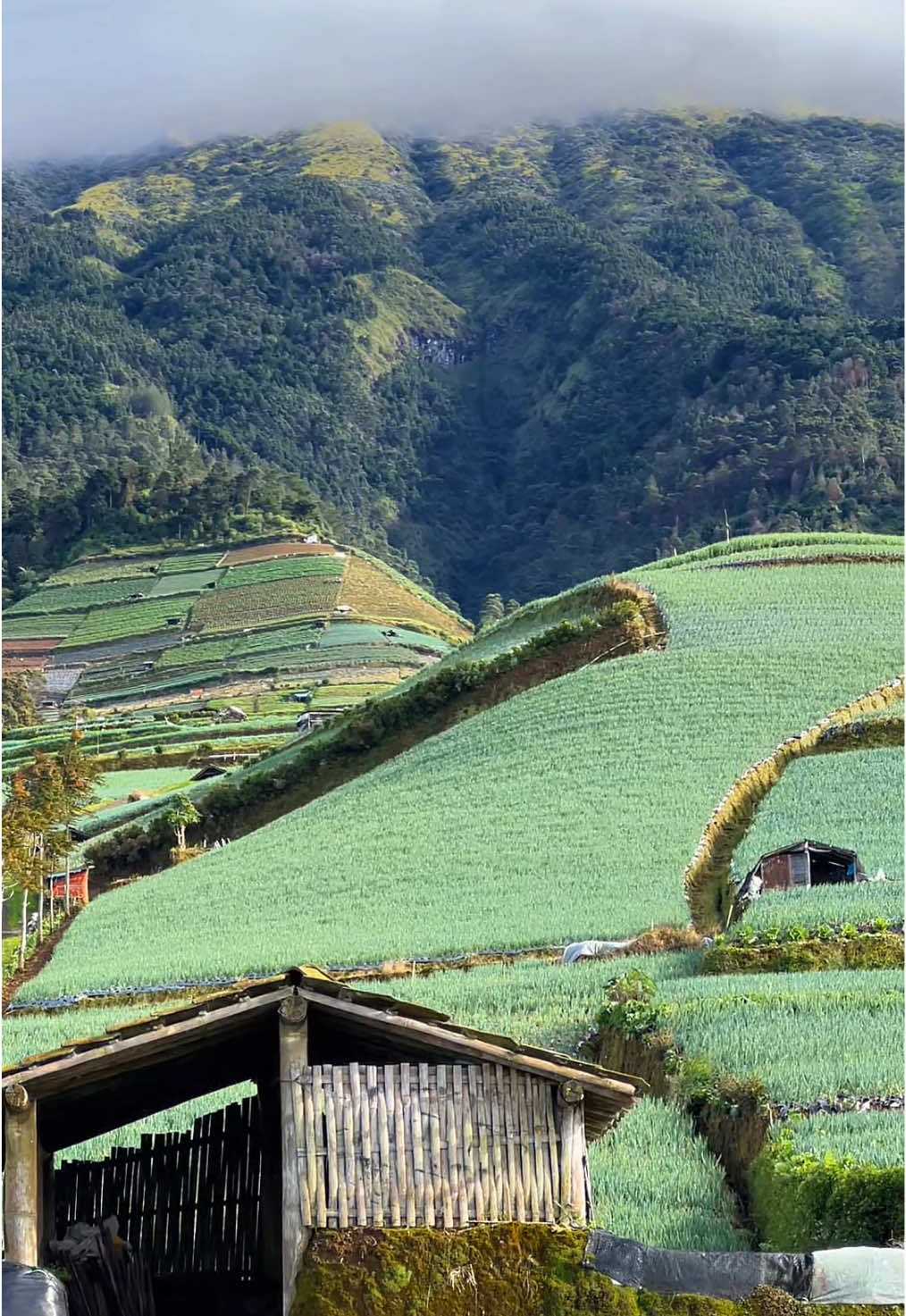 Selamat pagi , selamat beraktivitas 😍 #negerisayursukomakmur #magelang #fyp 