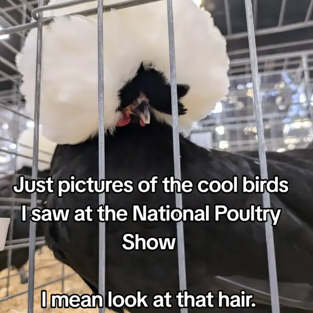 I've never been to a poultry show before but I think this one was neat. #chickens #ducks #poultryshow 