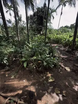 「我想你，但我不知道該說什麼。我只知道，每個夜晚，我的心都空蕩蕩的。” “Nhớ em, nhưng chẳng biết phải nói sao. Chỉ biết mỗi khi đêm xuống, tim lại thấy trống.”