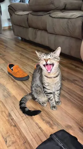 The most absurd yawning face 🤣  #cattok #kittensoftiktok #catsoftiktok #kittycat #kitten 