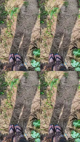 Cảnh quê yên bình