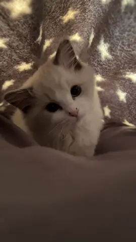 #ラグドール  #猫 #一緒に寝てくれるとか最高すぎる