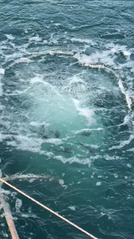 Nhà mới cho em #nuoitom 