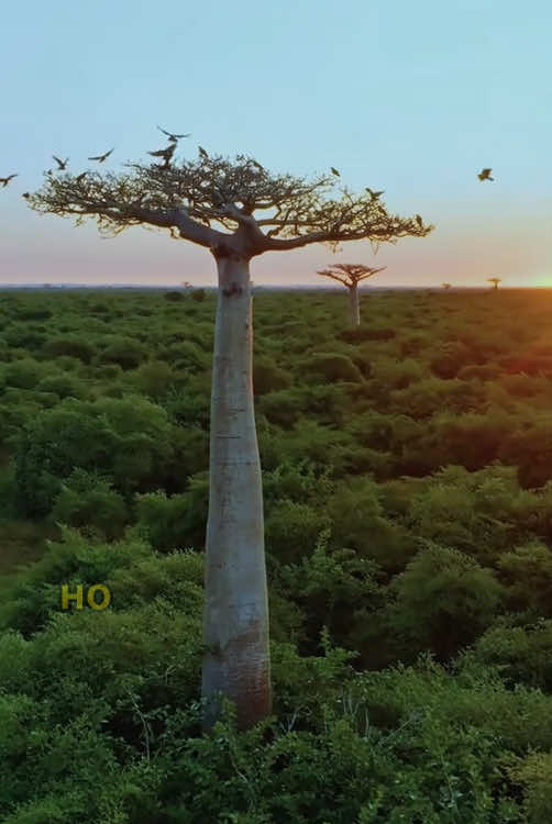 Do you know this kind of tree that looks upside down?#DidYouKnow #LearnOnTikTok #amazing #baobabtrees 
