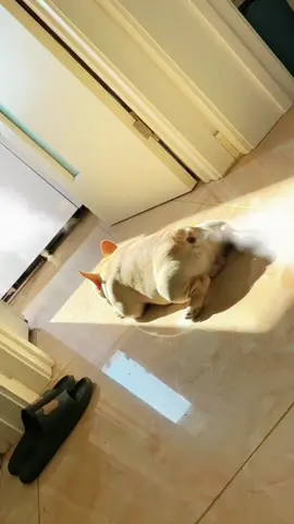 French Bulldog Core.#frenchbulldog #bulldog #funny #dog #fyp 