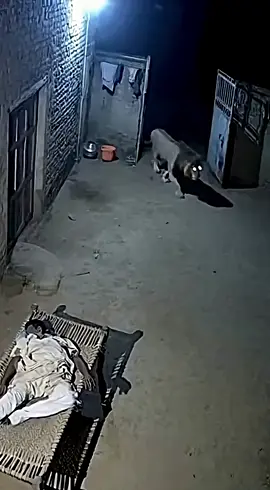 #foryou #treading #fyp #viral_video 