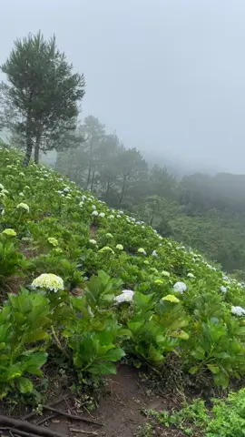 Gunung Luhur 1750mdpl 8 November 2025 #gunungluhur #sukamakmur #fyp #lihatkebunku #sabana 
