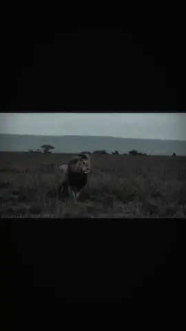 La bestia de Enkoyonai ⚔️ Lenkoe. #fyp #nature #wildlife #king #animals 