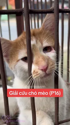 Trả lời @đậu du học úc sẽ đổi tên🇦🇺 “Tụi con cũng muốn được sống!!” 🥺 #cogiaoquynh #giaicuuchomeo #thiennguyen #vtvcab #viraltiktok 