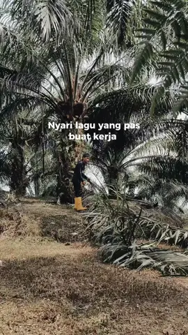 #kulisawitmalaysia🌴🇲🇾🇮🇩 #🥀 #fyp 