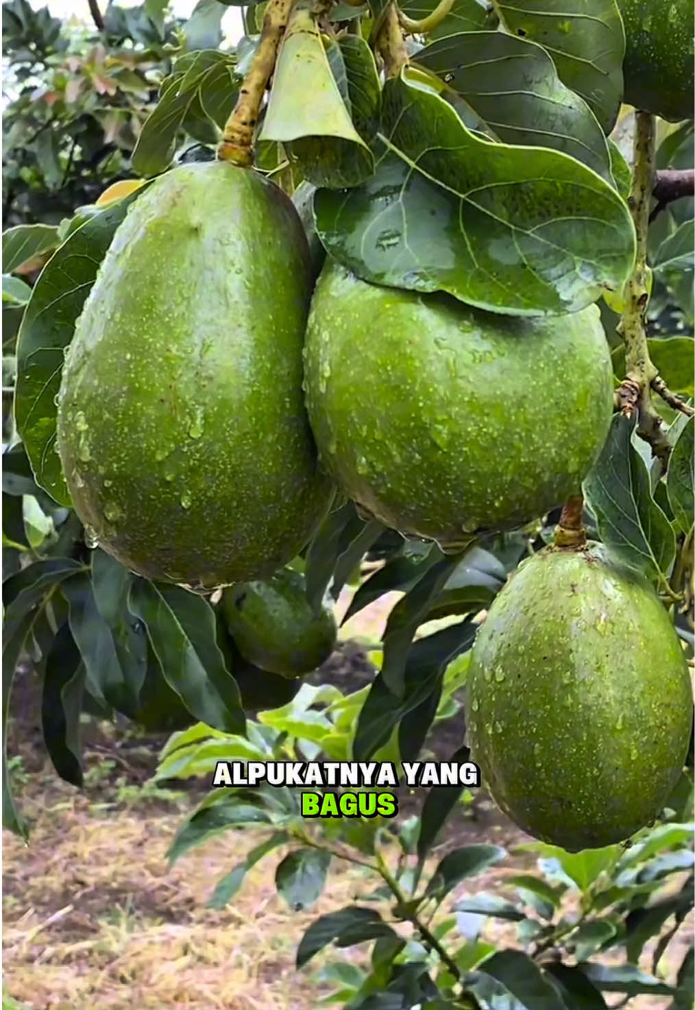 Satu pohon tembus 1 ton sahabat tani dengan menggunakan booster alpukat atau avocado booster #alpukat #boosteralpukat #petanialpukat #alpukatmiki #alpukataligator 