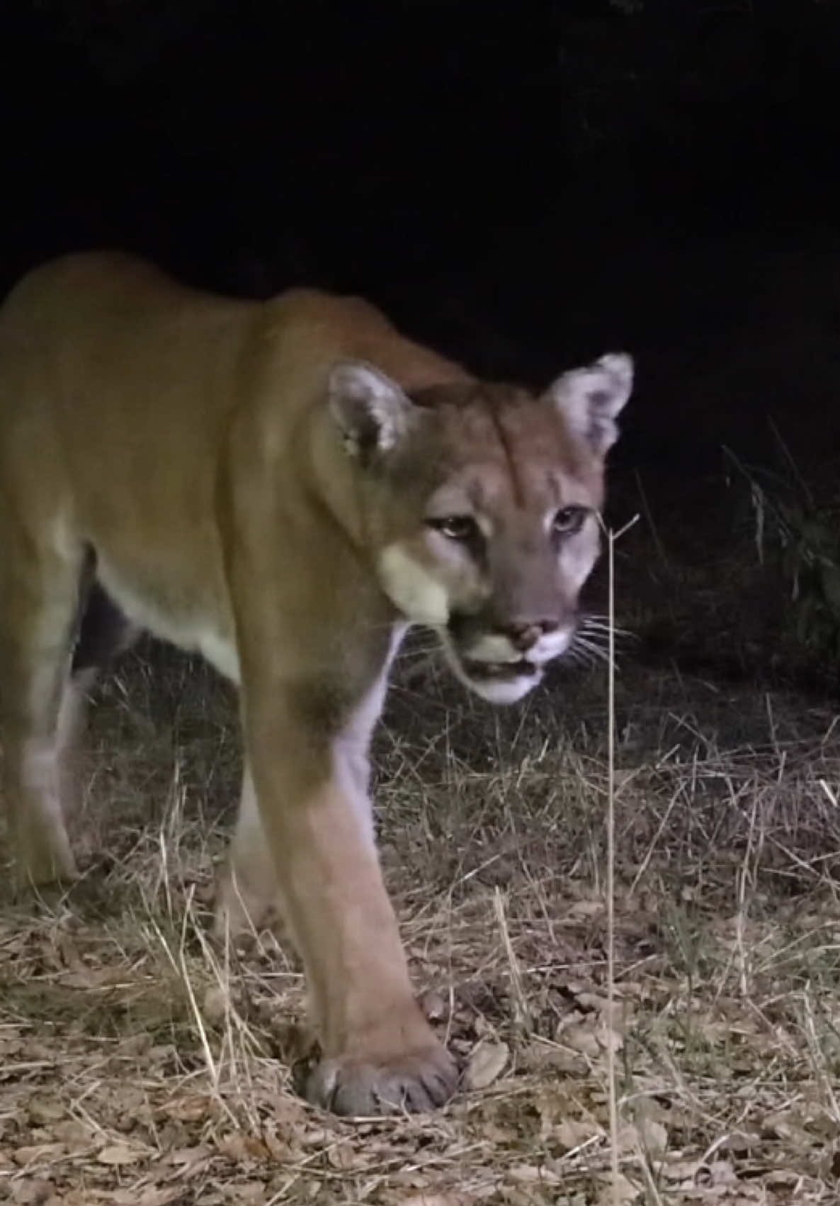 “Newport” is a young male that has some bulk! Here he is strolling by here in the Santa Ana Mountains. #mountainlion #california #cat #wildlife #nature 