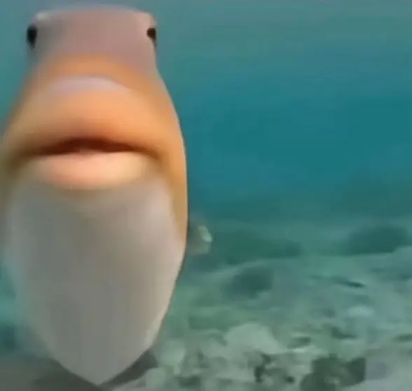 Fish 🐟 #foryoupage #fyp #fish 