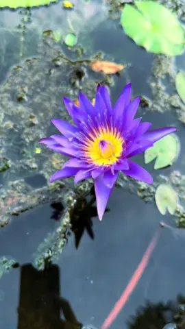 Time to rise and shine, Singapore! 🇸🇬 #fypシ゚viral #foryourpage #tiktok #singapore #gardenbythebay 