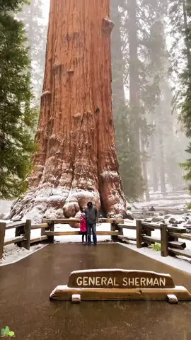 This is the largest tree in the world.#usa #world #biggest 