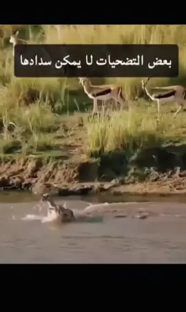 murad #اللهم_صلي_على_نبينا_محمد #بسم_الله_ماشاء_الله #الله_اكبر 