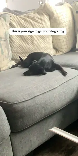 Best decision ever! #fyp #minidachshund #doxielove #dachshundsoftiktok #dachshund 