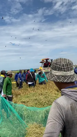 Cắt lúa Bắc chuột rôm cù chuột #hashtagxuhuongtiktok #chuotdong #dongque  @Chú nông dân 67 