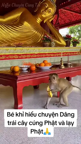 Bé khỉ hiểu chuyện Dâng trái cây cúng Phật và lạy Phật🙏