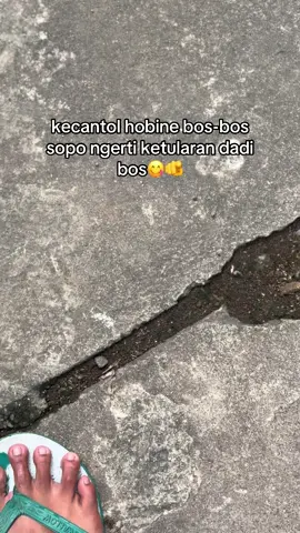 😁#fyp #sapi #peternakmuda #bosmuda 