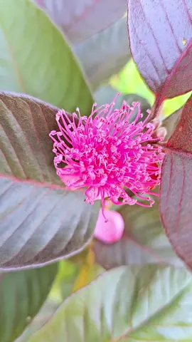 #สวนธนทรัพย์พันธุ์ไม้แปลก #สวนฝรั่งสุพรรณบุรี #สวนฝรั่ง #ฝรั่งไส้แดง #ฝรั่งใต้หวัน 