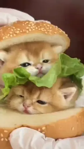 cute cat#cutecatsoftiktok #kitty #foryou #fyppppppppppppppppppppppp #viral 