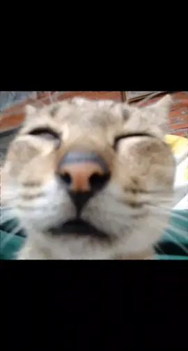 yao baba hmmm #cat #meow #cute #trending 