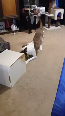 My boy, him so silly 🤣 😜 😂  #myfurbabies #gottalovethem #PetsOfTikTok #massfollowing🔥🔥 