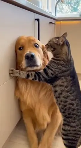 Cat boss is not playing😅 #catsoftiktok #dogsoftiktok #petlover #catsanddogs #funnyanimals