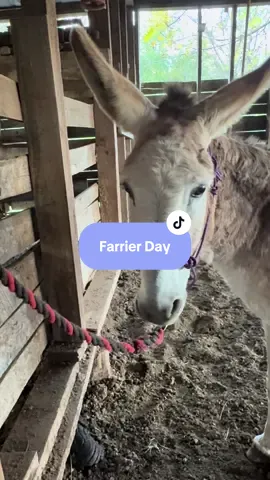 The farrier visit was a mixture of nerves, inebriation, and naughtiness. Francy’s founder issues are holding steady— the best we can hope for! She got her usual “happy shot” to settle her nerves.  Eeyore showed his… you know, and kicked— which was a first in all the times the farrier has worked with him. He got a “love smack,” and it seemed to settle him. Wynnie was nervous but incredibly brave. My heart swelled when she walked over to me to accept a hug. I have missed my healing hugs from JuJu. I’m grateful Wynnie accepts my love so easily. My homework is to use my file to give Wynnie’s hooves a few passes to help her grow accustomed to it. Donkey School continues to be in session! The farrier’s precious father came along. That  gentleman doesn’t filter his opinions! He is refreshing and always has funny observations and advice based on his lifetime of experience with equines. He had a definite opinion on whether Wynnie is with foal. Come back soon to learn what their opinion is as to whether we’ll have a bonkey! A bonkey is a baby donkey. In Wynnie’s case, it will be a binney— baby hinny as she was with horses before she came home to me.  If you read all that, thank you! 