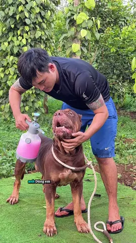 Là 1 thằng nuôi chó 🐕 lâu năm đã sài rất nhiều năm về độ hiển quả và an toàn thì ae khỏ lo nhá #pastorbelgamalinois #Dungbandogtaynguyen #NuoiChoThongThai #KinhNghiemNuoiCho #xittamtrive 