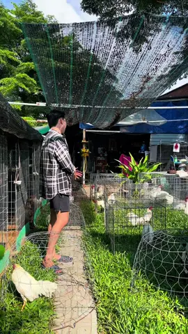 Cúng e Quang phơi nắng gà nào ae #gàmỹ #bướmcuban #cupcuban 