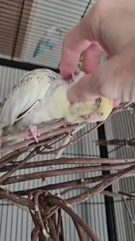 #lunacockateil #cockatielsoftiktok #PetsOfTikTok #featheredfriend 